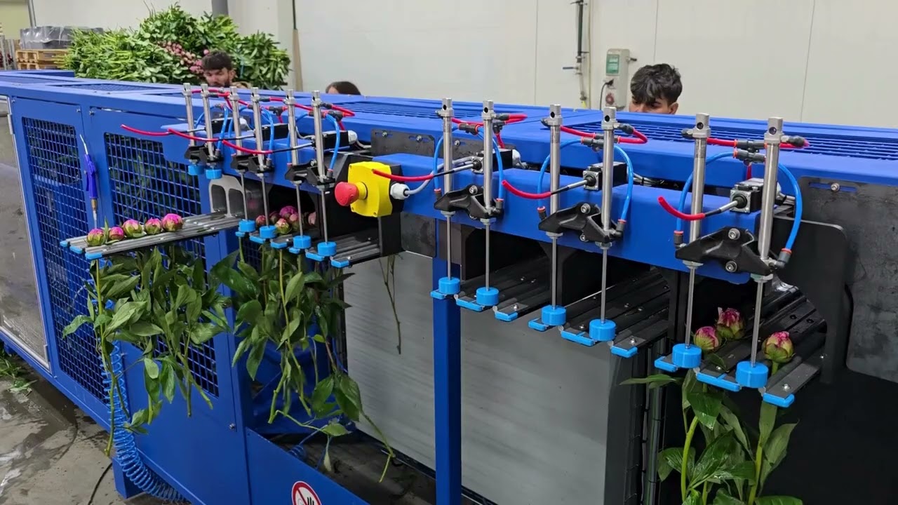 Peony cutter / stripper / sorter