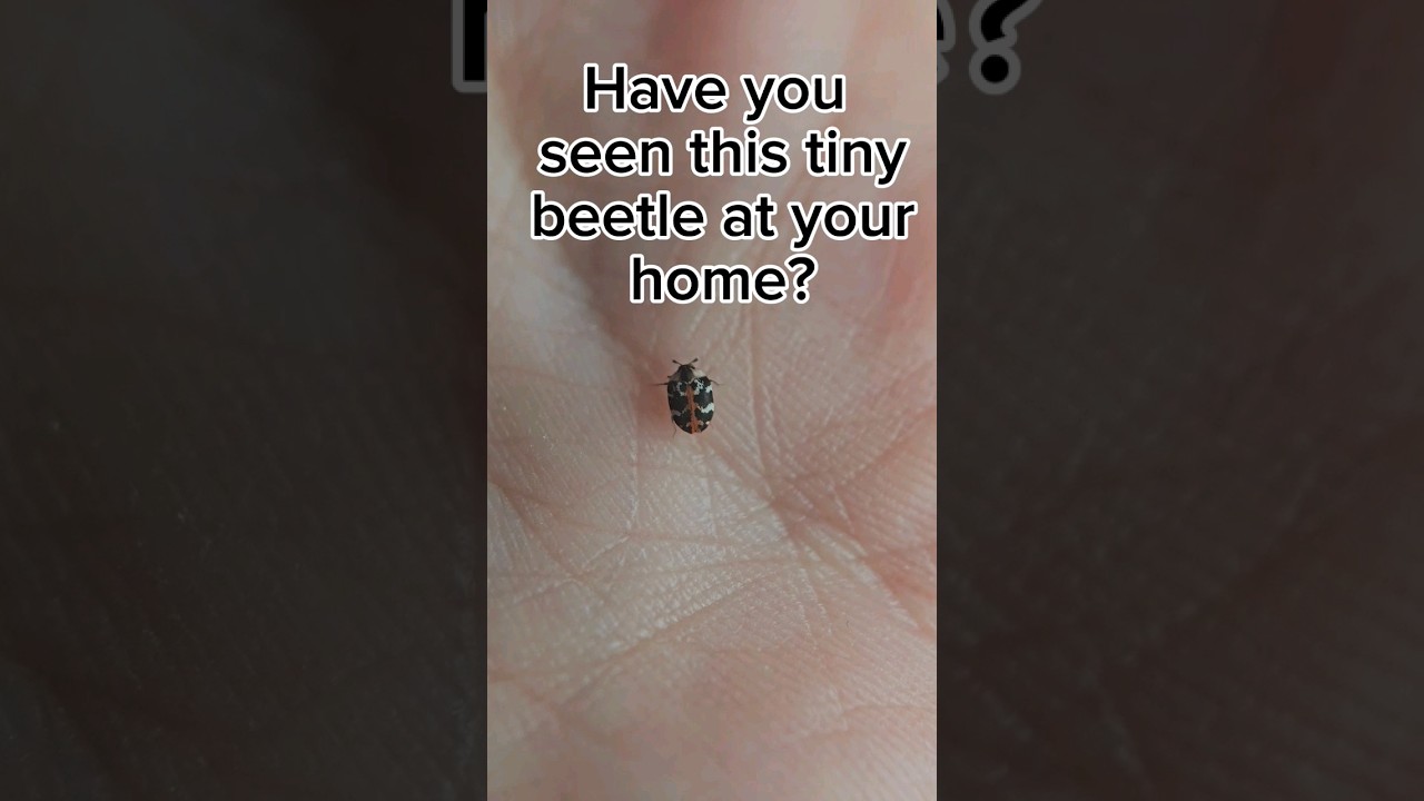 The common carpet beetle (Anthrenus scrophulariae) ✨️