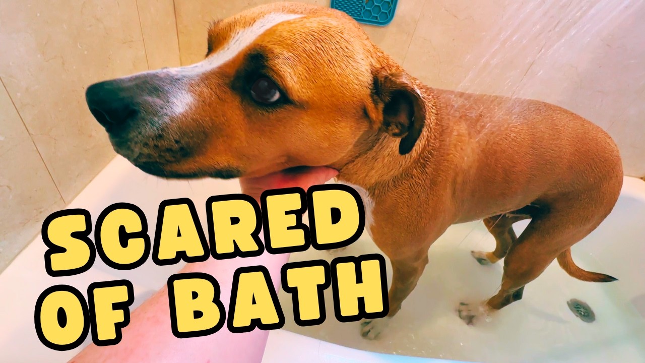 How to Bathe a Dog That HATES Water!