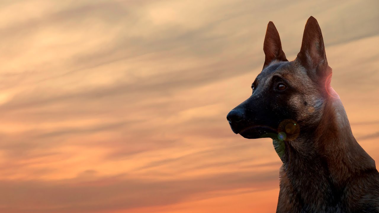 K9 Killer - Kenneth Oxley - Hannekie Verwoerd - Kunste Fabriek Orkes