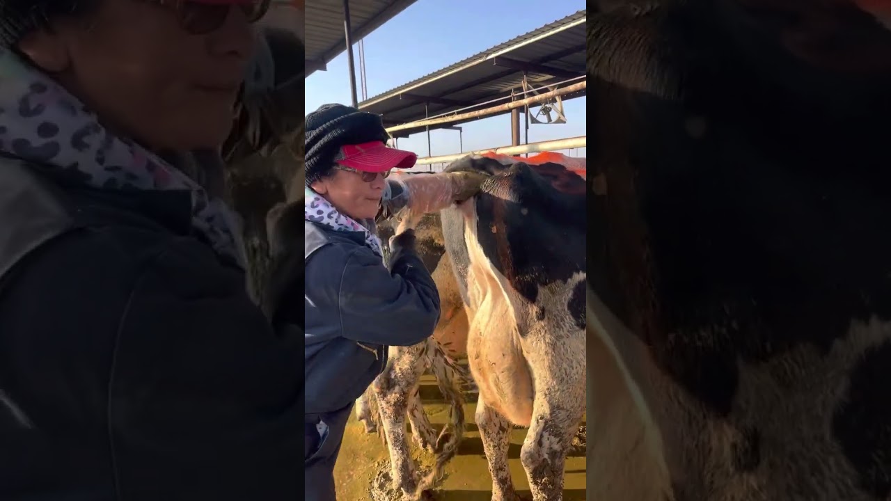 Inseminacion de vacas