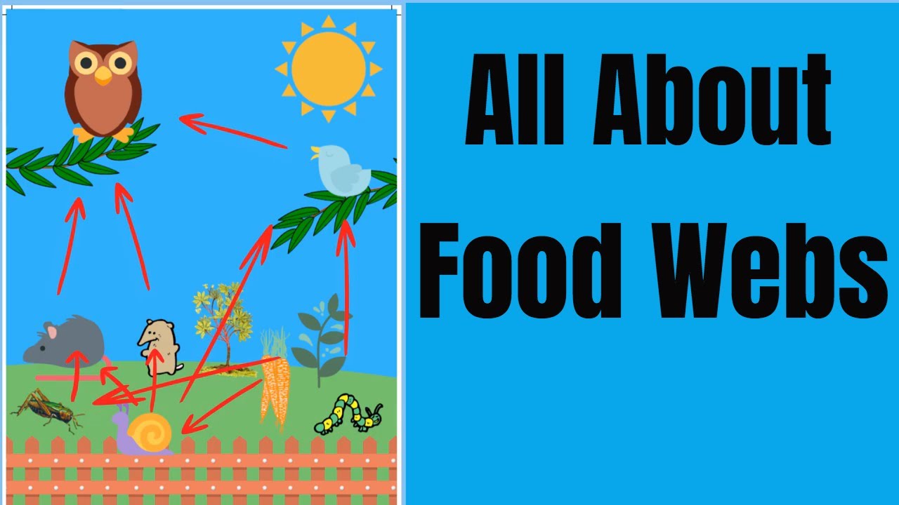 All About Food Webs