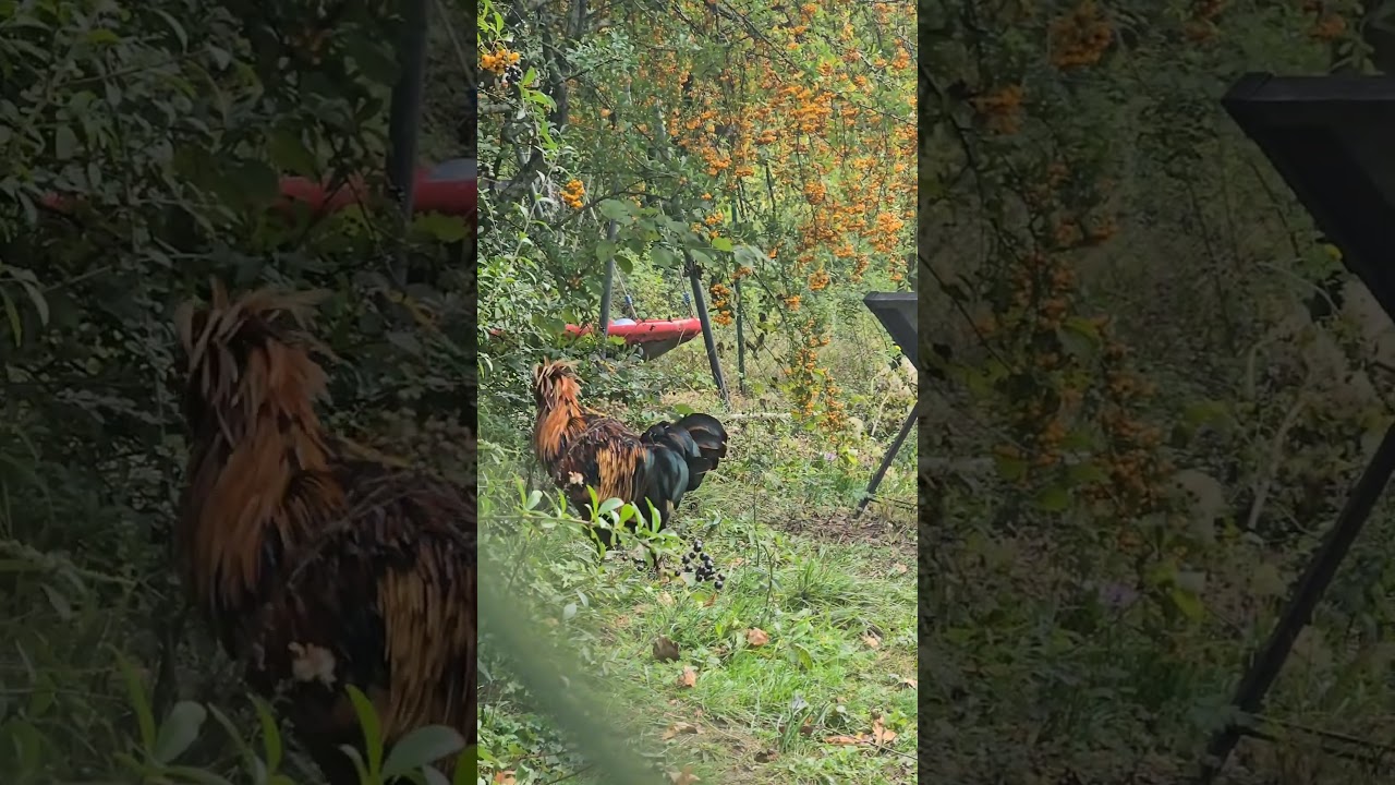 Rooster at the garden in Germany Петух Германия