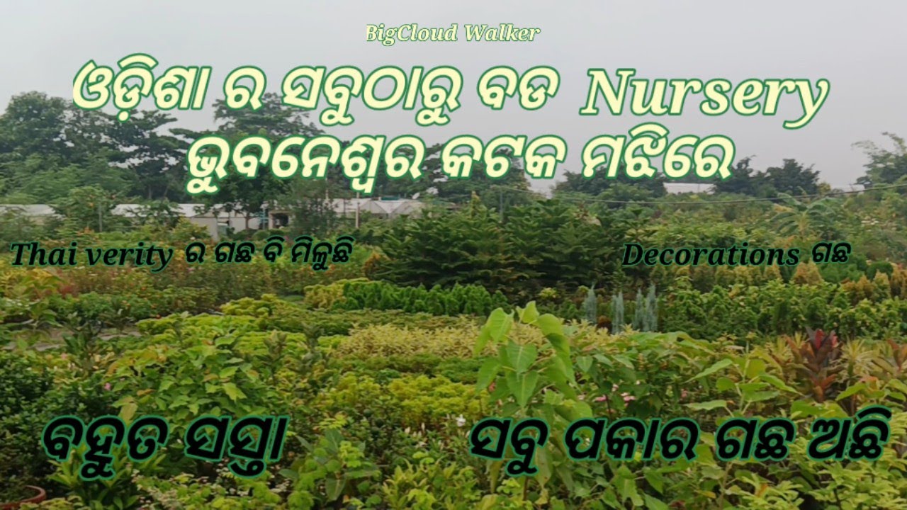 Explore Odisha's Largest Nursery near Cuttack and Bhubaneswar | The Ultimate Plant Paradise!