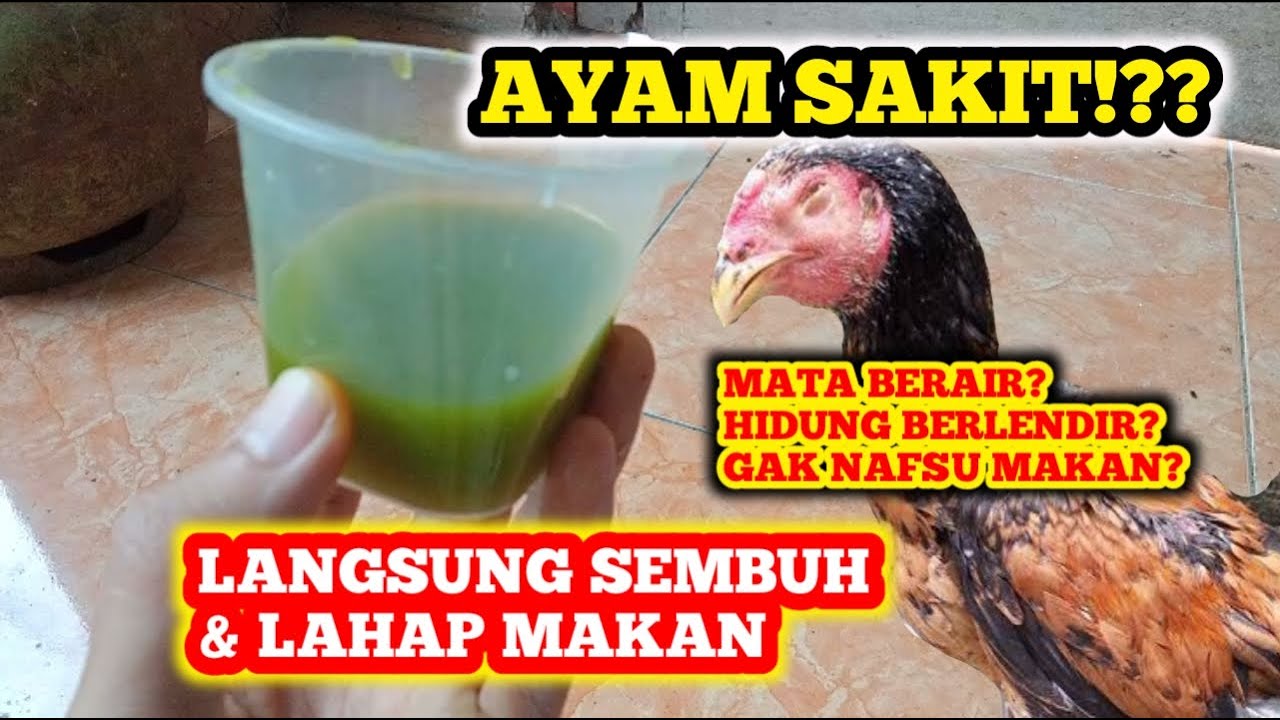 BERHENTI BELI OBAT! AYAM SAKIT LANGSUNG SEMBUH PAKAI BAHAN ALAMI