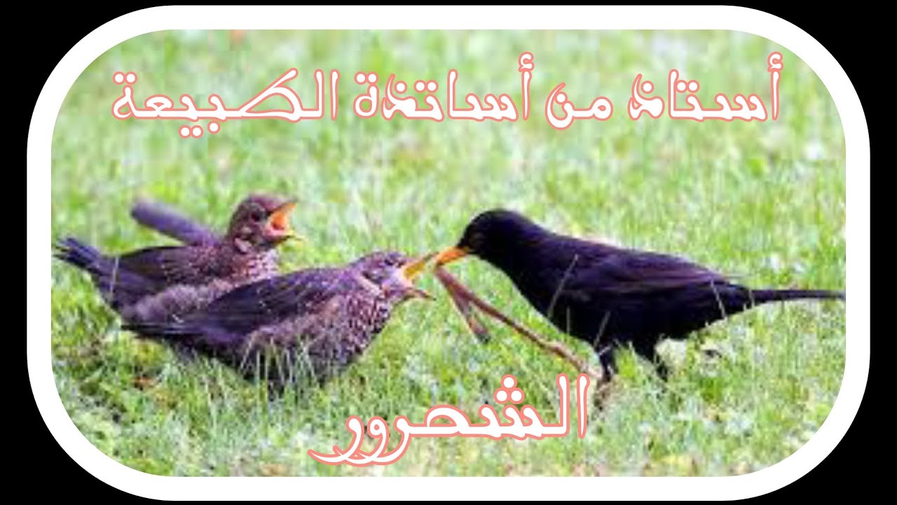 طائر الجحمومية أو الشحرور بتغاريد حدادية و عسكرية