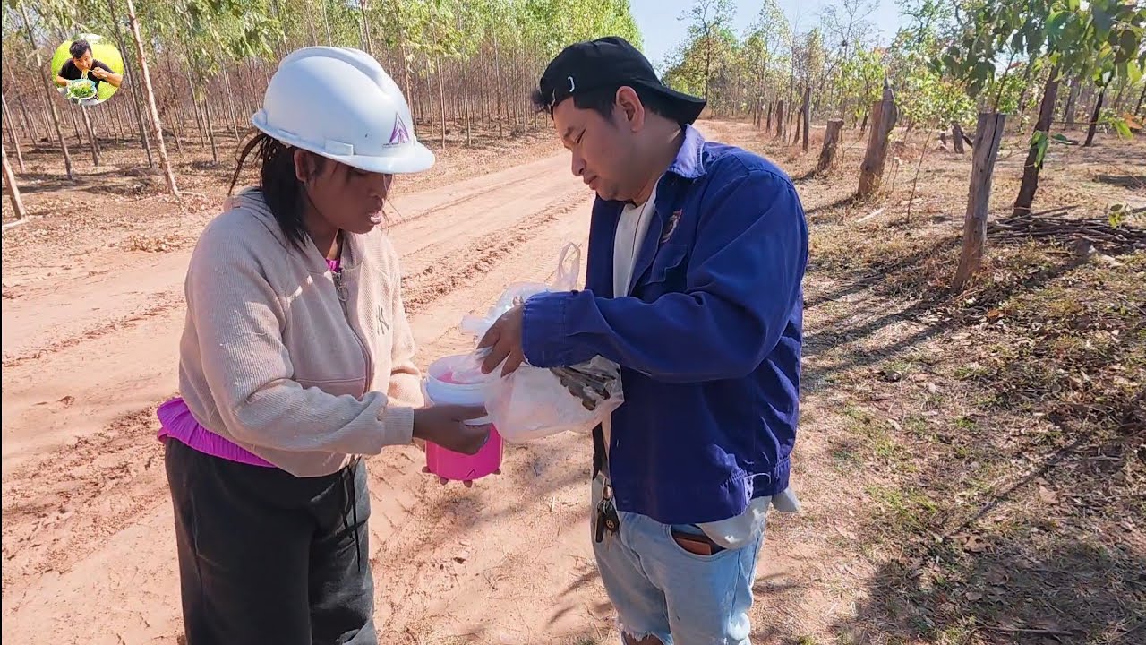 มื้อนี้พาสาวพรไปโคกไปป่า ไปหาดอกกระเจียว 11 มีนาคม ค.ศ. 2026