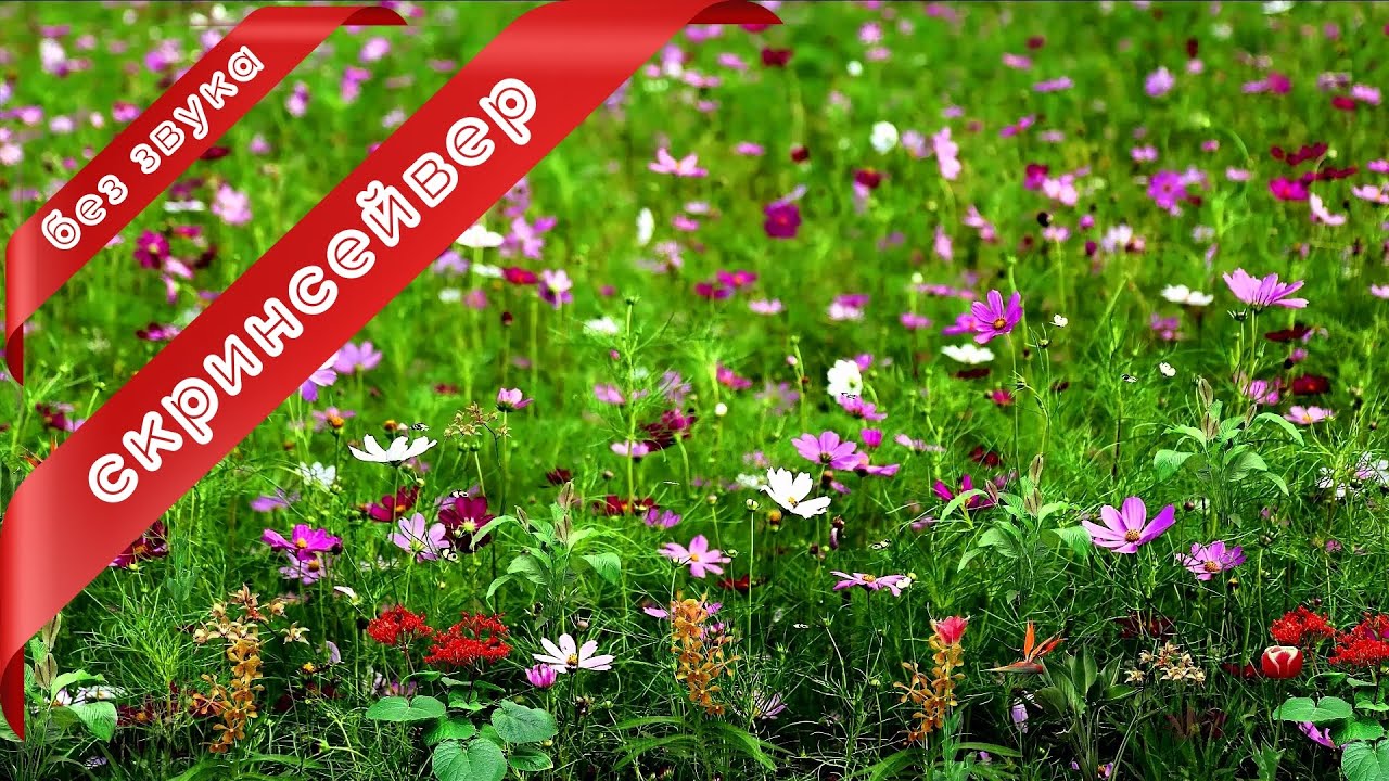 Луговые цветы и бабочки 🦋 Скринсейвер полевые цветы и лучи солнца 💐 Весна 2023 🌷