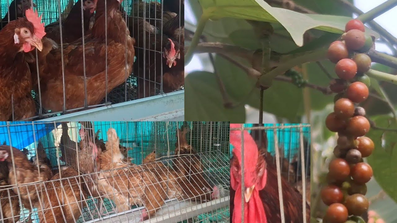 30 കോഴിയിൽ നിന്നും ഒരു ദിവസത്തെ വരുമാനം. ലാഭമോ നഷ്ടമോ #@Anusrevipin Anu# 