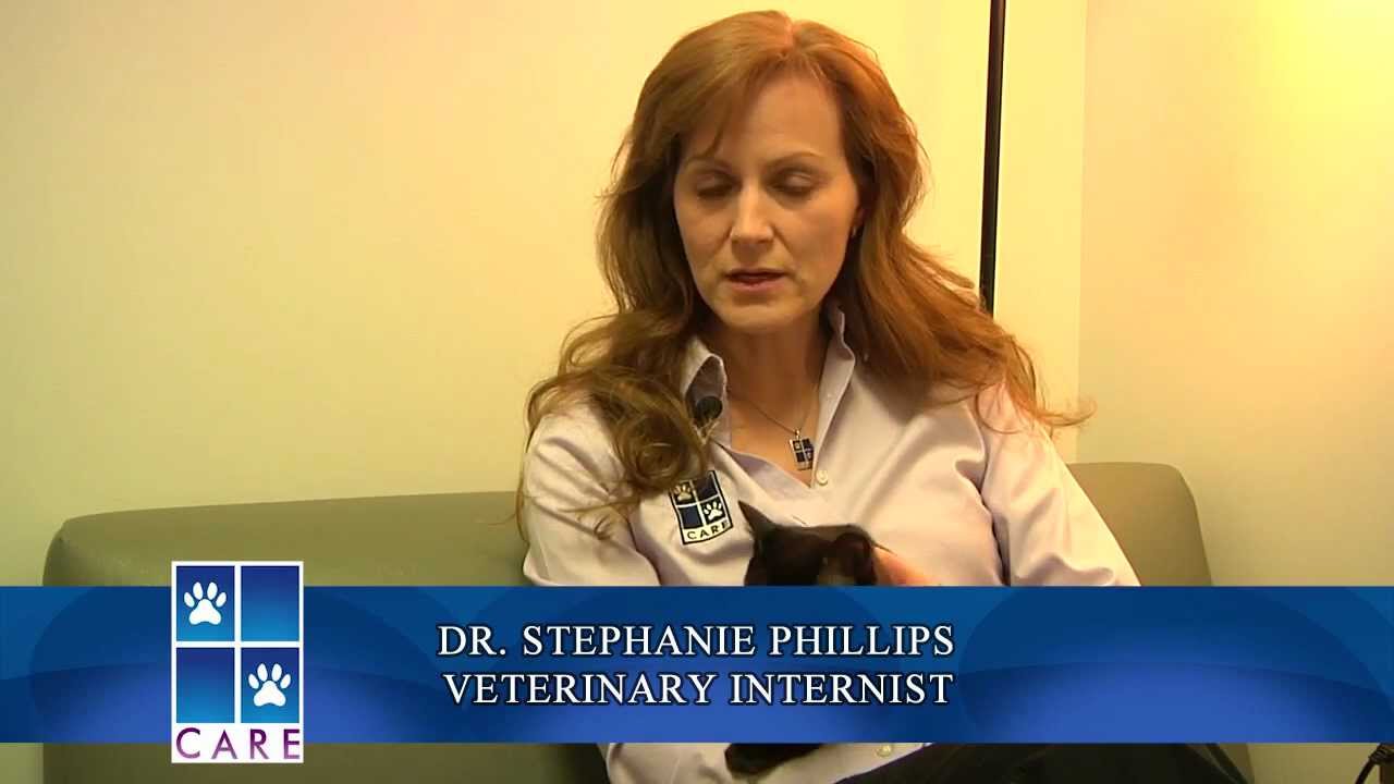 Crossroads Animal Referral & Emergency (CARE)