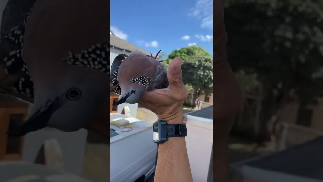 How to train pigeon Training a Dove to play dead! #funnyanimals #birds