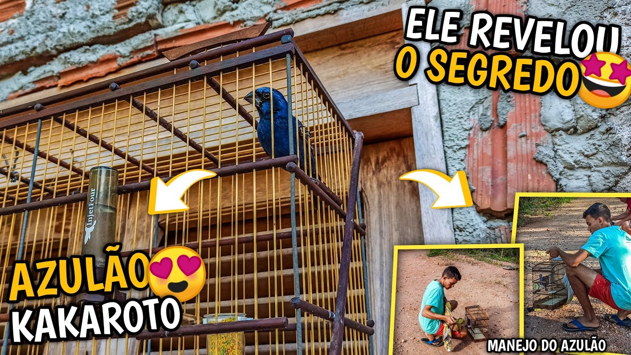 🔥 MOSTRANDO O MANEJO DO AZULÃO KAKAROTO | MEU AMIGO REVELOU O SEGREDO! (Manejo em casa)