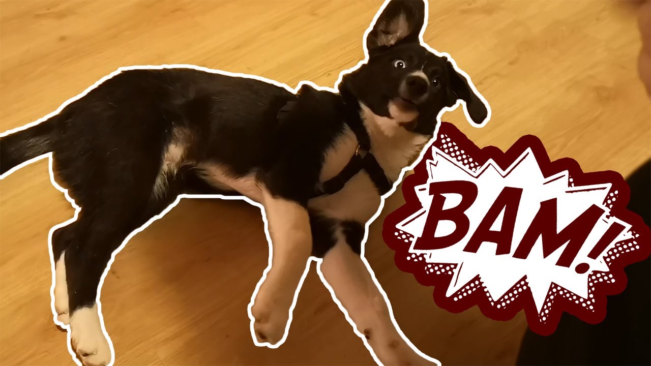 Как да научим кучето да ляга настрани - обучение на команда БАМ