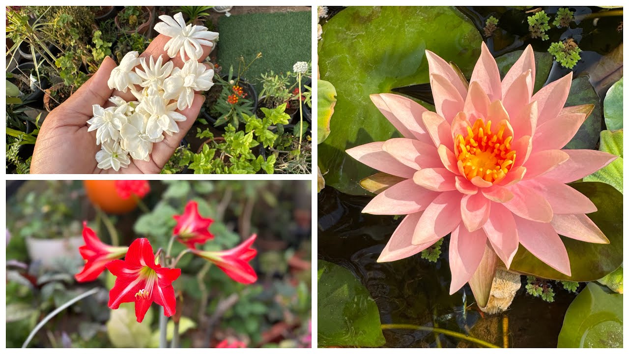 Beautiful Flowers bloomed  🪷🪴🌼#waterlily #jasmine #amaryllis #terracegarden 