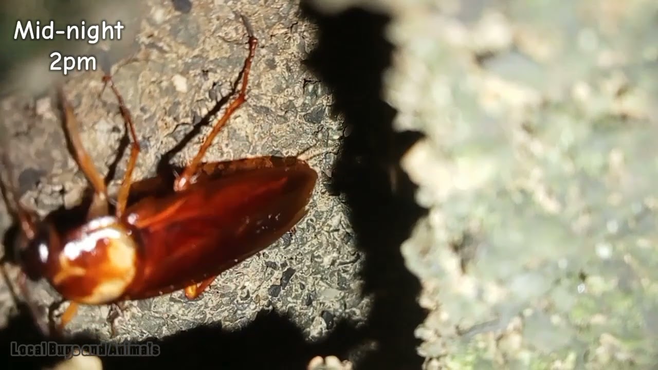 Cockroaches at the night time #insects #bug #cockroach #animals #usa #america #aroundtheworld 
