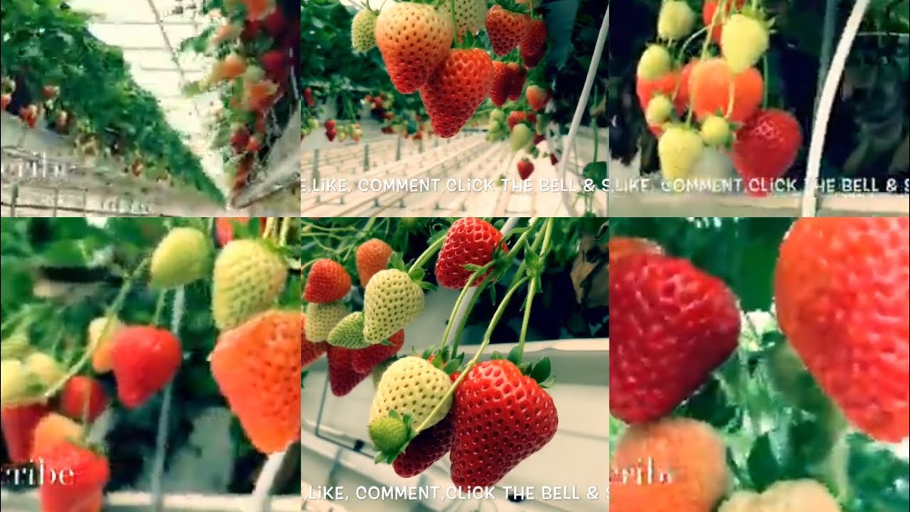 HOW STRAWBERRY GROW IN GLASSHOUSE IN THE NETHERLAND/FILIPINA BISAYA NETHERLAND