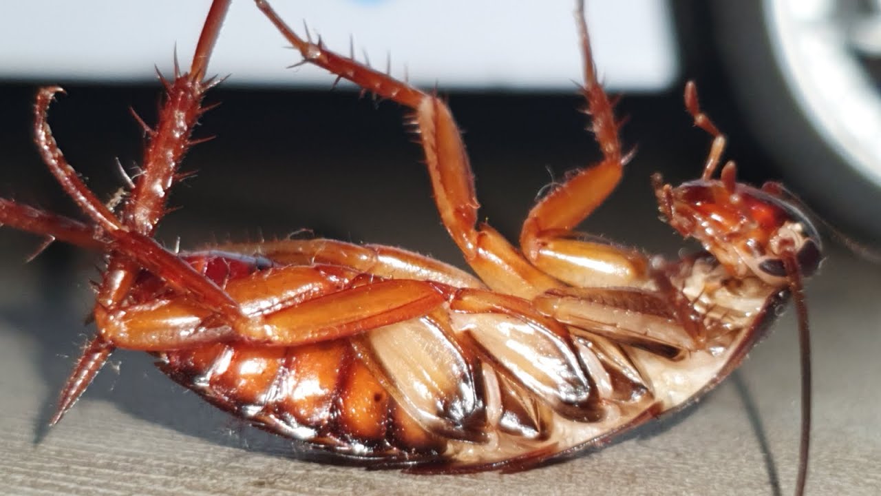 Coffin Dancing Funny Cockroaches Telapoka 