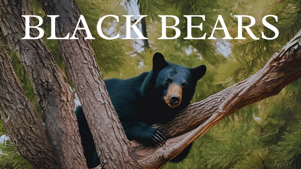 Black Bear Territory War | 4K Film | Vancouver Island, BC