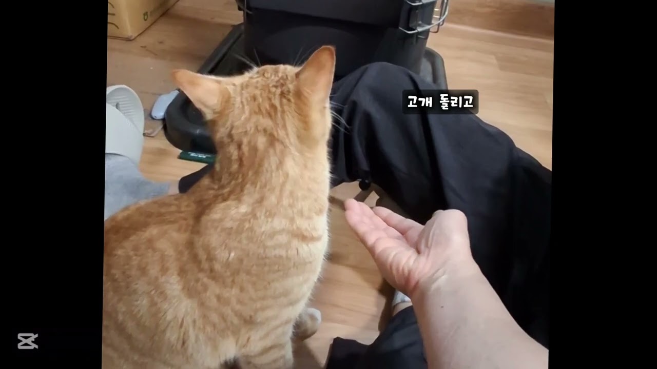 똑띠똑띠 방울이 츄르바보 방울이 