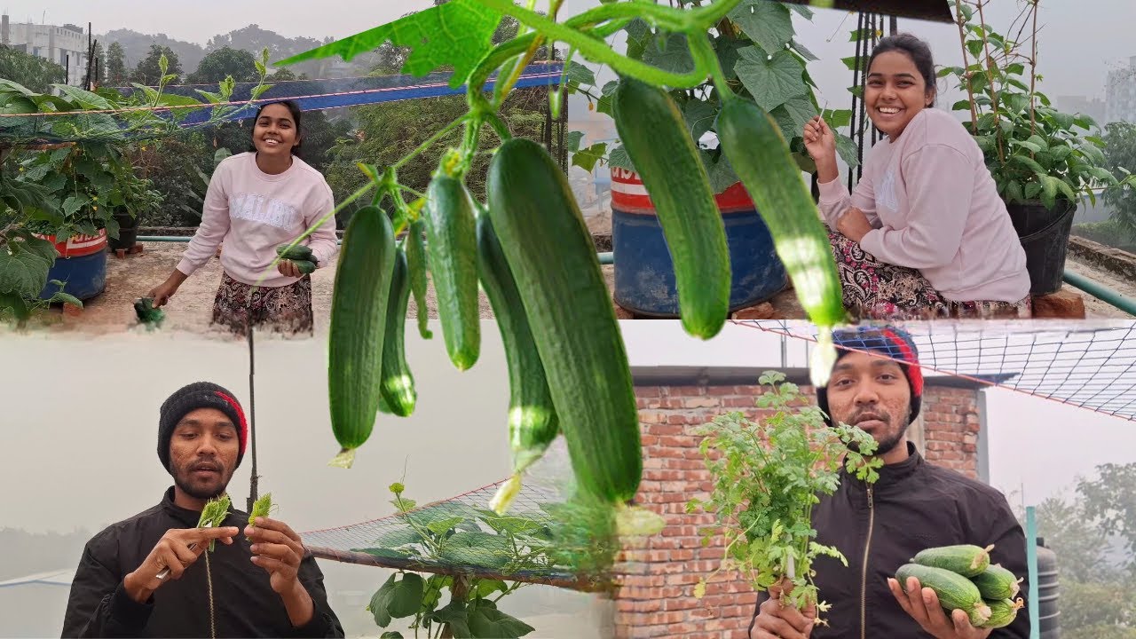 শীতের সকালে ছাদবাগান থেকে টাটকা শশা 🥒🌿| Winter Morning Rooftop Garden Vlog | শাহিন এন্ড জান্নাত ব্লগ