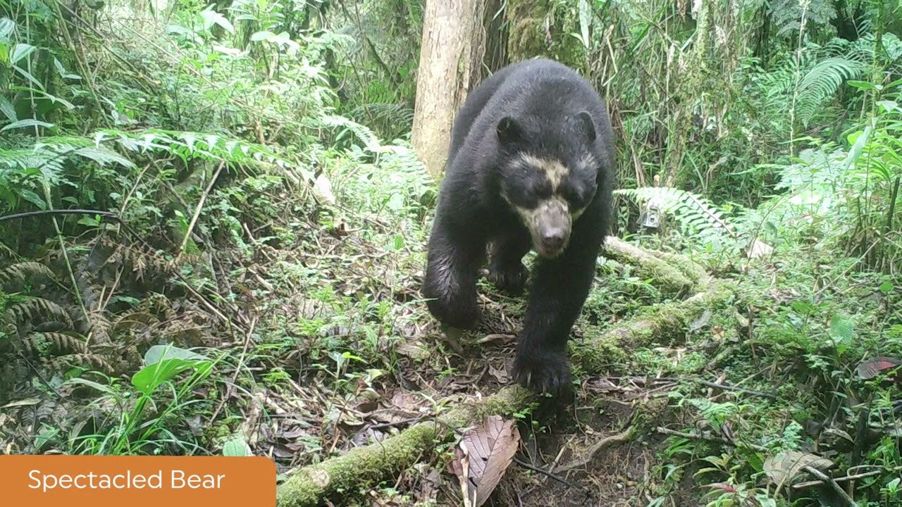 Camera Trap Footage from Tapichalaca Reserve in Ecuador