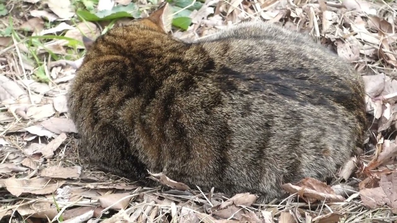 【Cat Video】 meowmeow Happy  #cat  #cats  #cute