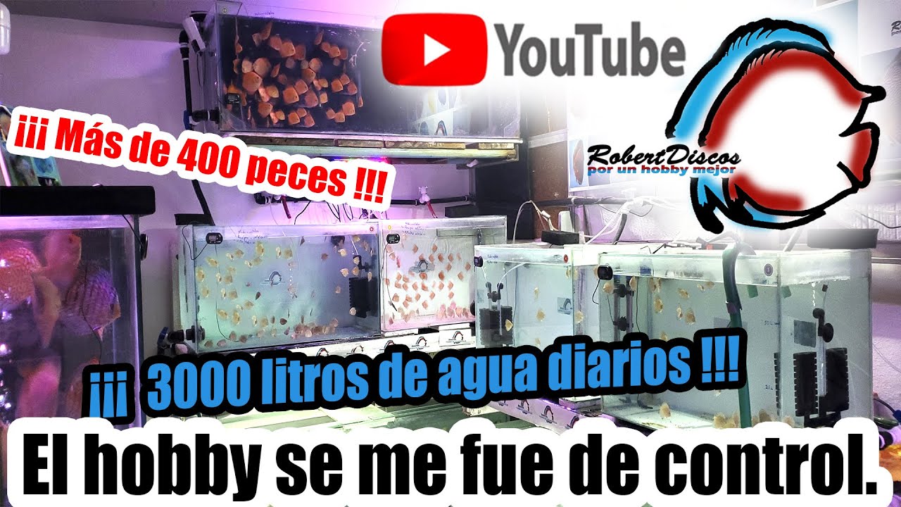 ¡¡¡Esto se fue de control!!!!  Más de 400 crías de peces discos / Les comparto mi experiencia.