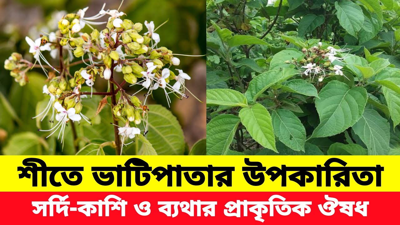 ভাটি গাছের অবিশ্বাস্য ওষুধি গুণাগুণ | সর্দি–কাশি, ব্যথা ও টক্সিন দূর করতে ভাটি গাছের উপকারিতা