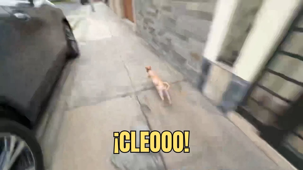 LA GATA DE GLOGLO SE ESCAPA DE SU CASA  Y EMET SE DESESPERA