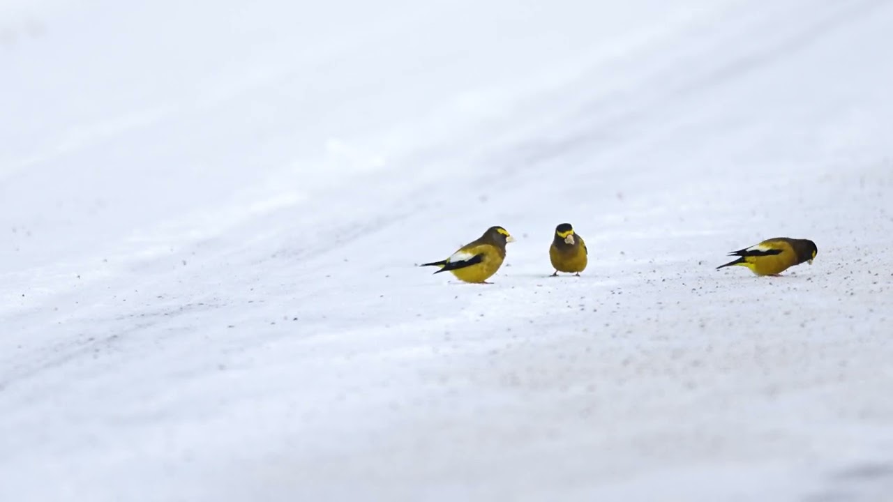 Evening Grosbeak, Gros Bec Errant
