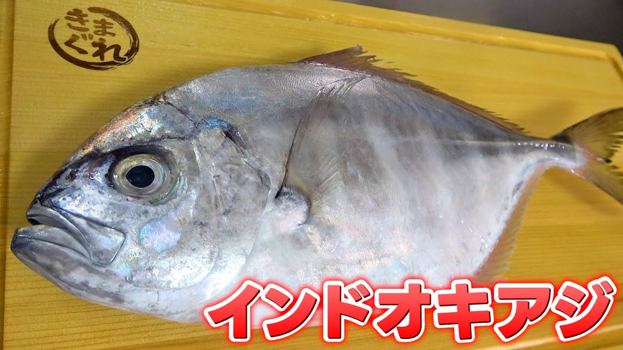 【珍魚？？？】魚屋歴30年以上のへんおじが初見のアジを捌いていく！
