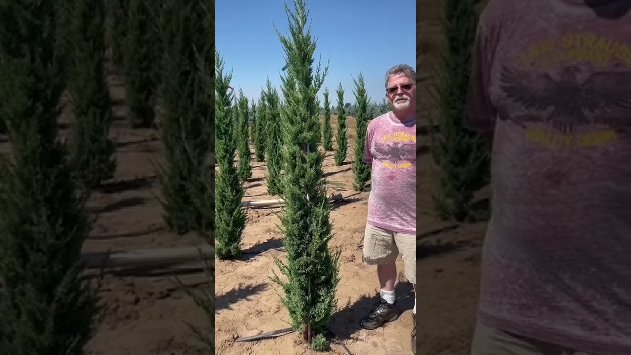 #TreeTipTuesday - Juniperus chinensis &lsquo;Trautman&rsquo;
