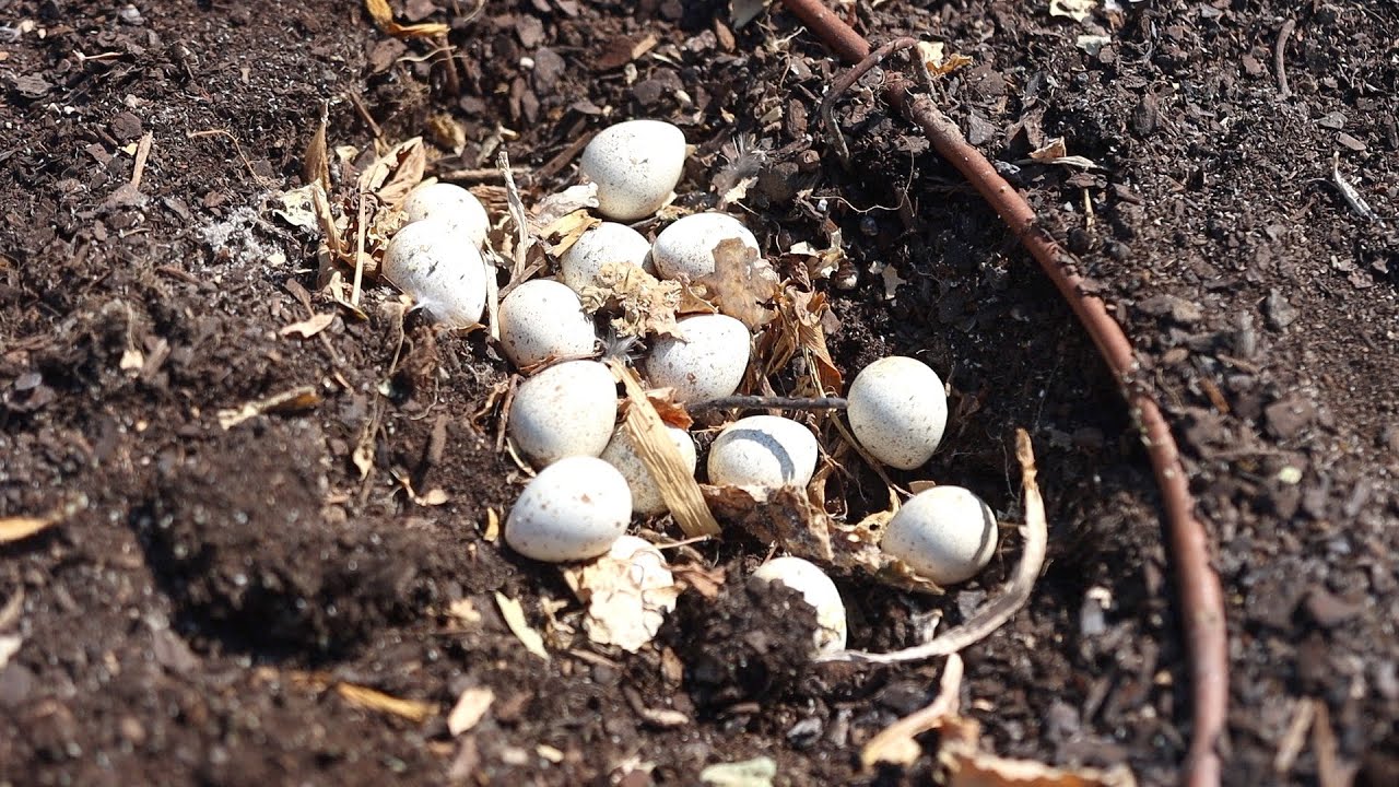 Finding Quail Eggs and Trying to Save Them, Trimming our Willow and Cleaning a Fountain! 🌿✂️🐦