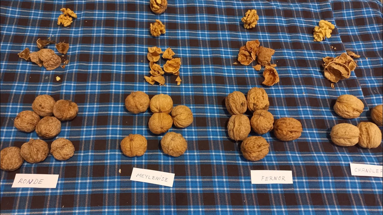 Ceviz Karşılaştırma / Fernor - Ronde - Meylenise - Chandler #walnut