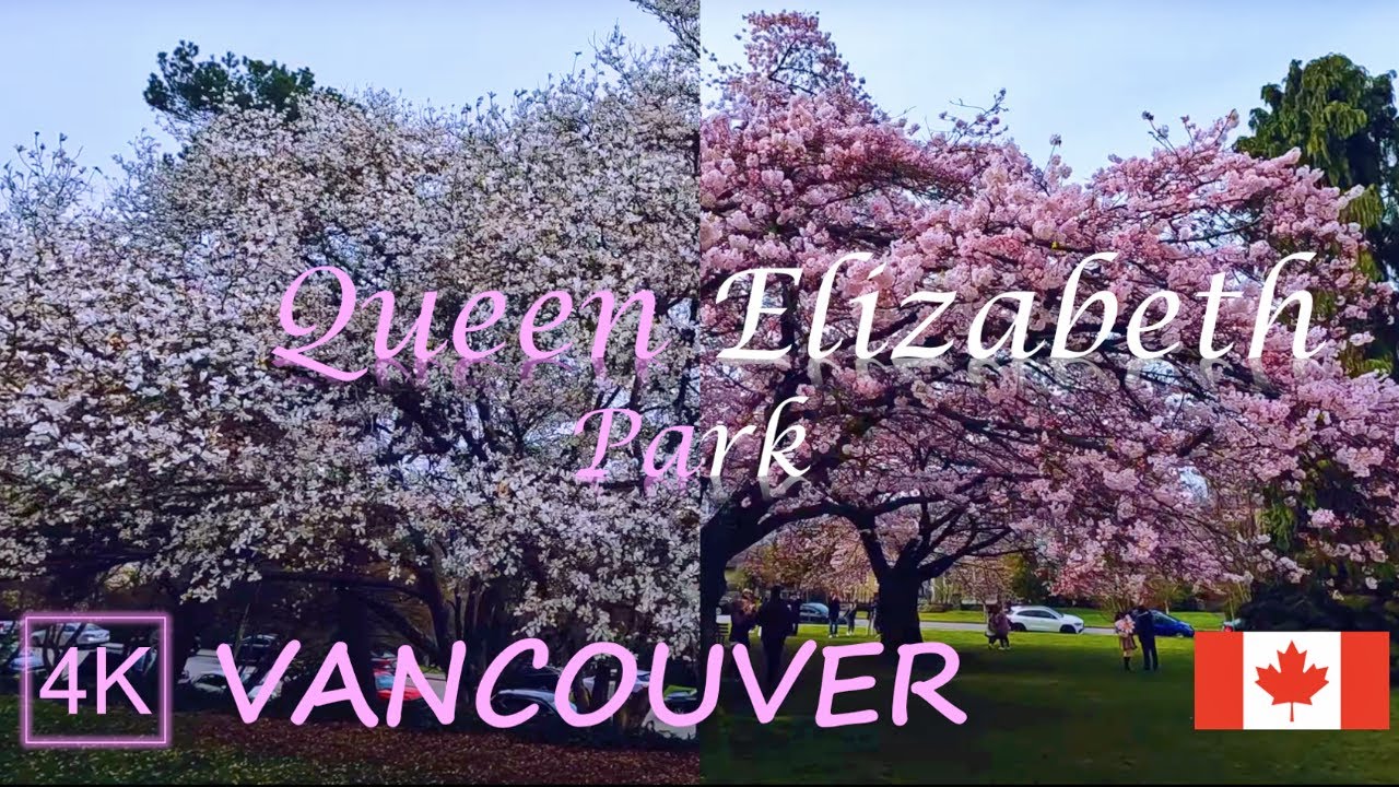 [4K] Vancouver City Walk: Queen Elizabeth Park with Giant Cherry Blossoms & Magnolias | BC Canada