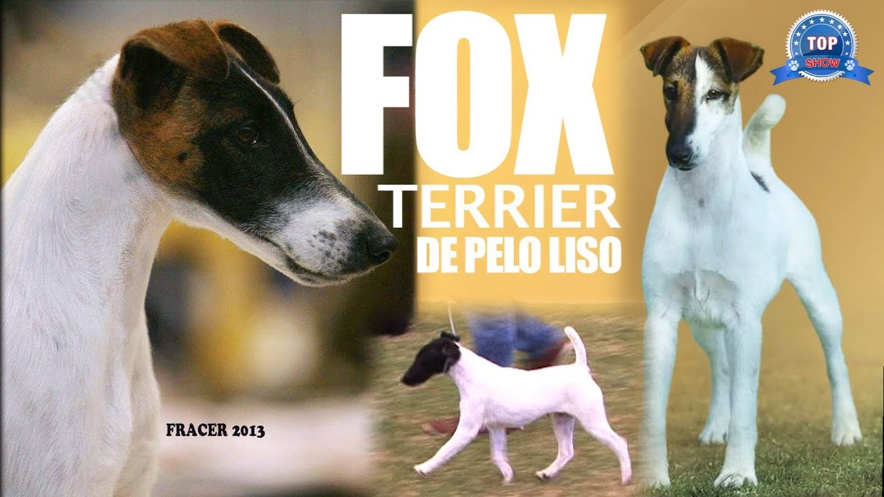 FOX TERRIER PELO LISO