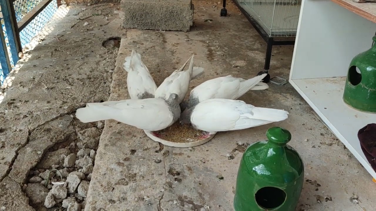 کبوتر کله موشی 