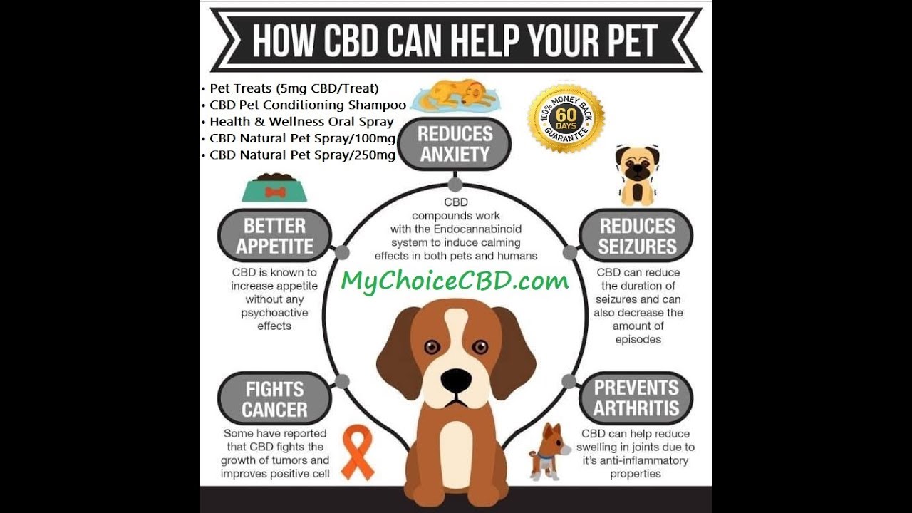 CBD Oil For Pets (Warning) and Possible Side Effects | CBD for Pain and Inflammation