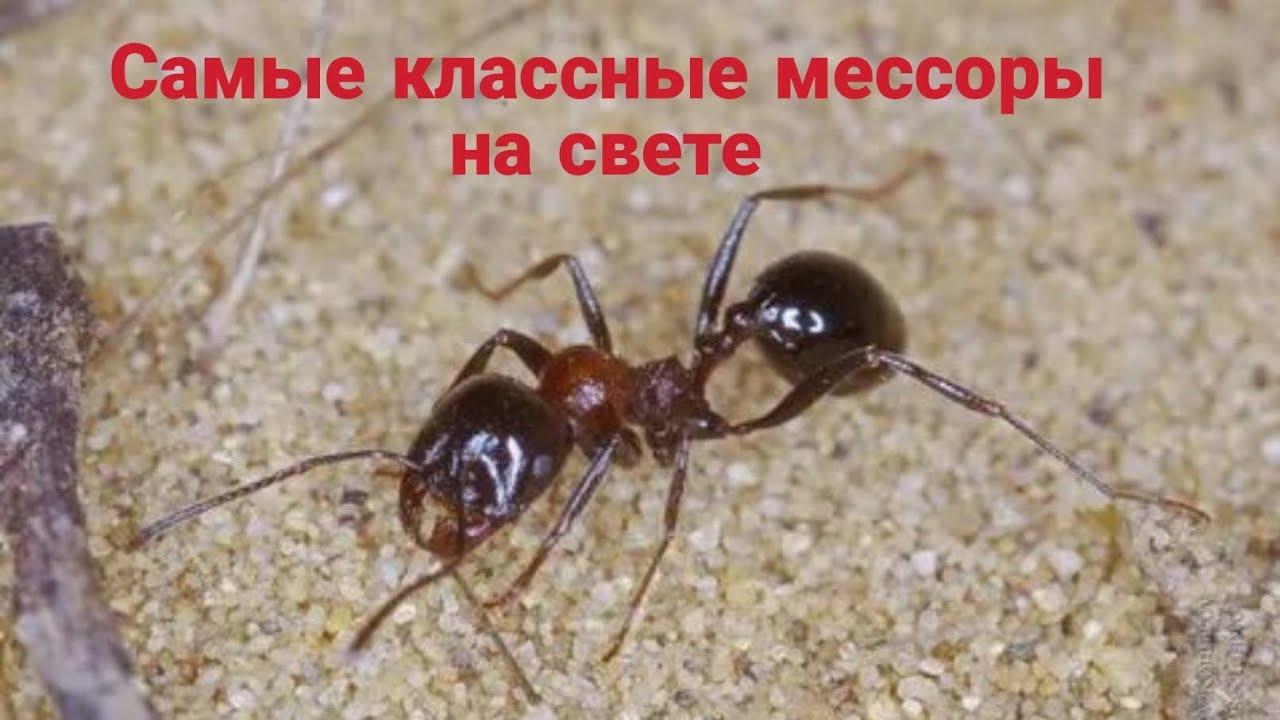 Самые крутые мессоры для всех киперов