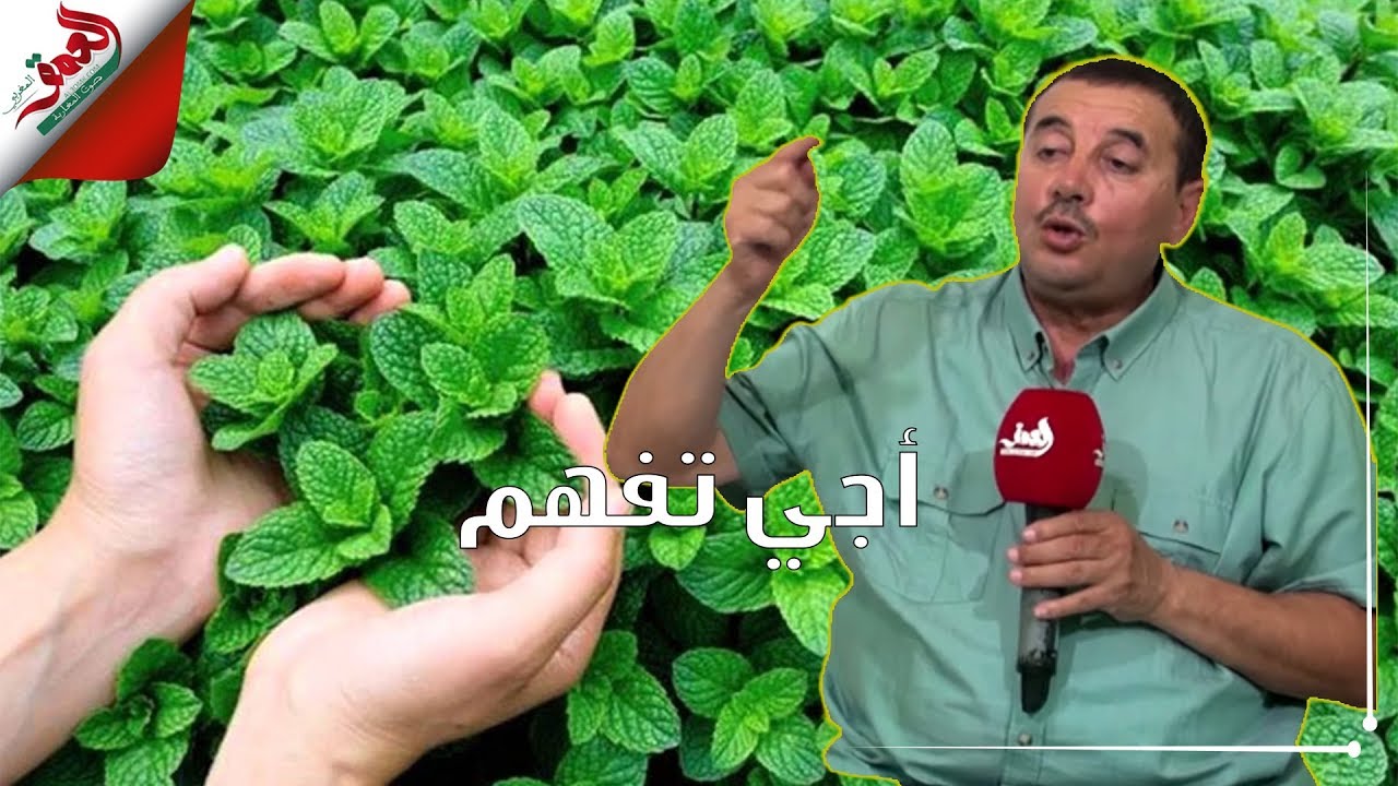 أجي تفهم مع الشافعي.. النعناع والمبيدات الخطيرة ولماذا قرار منع بيعه