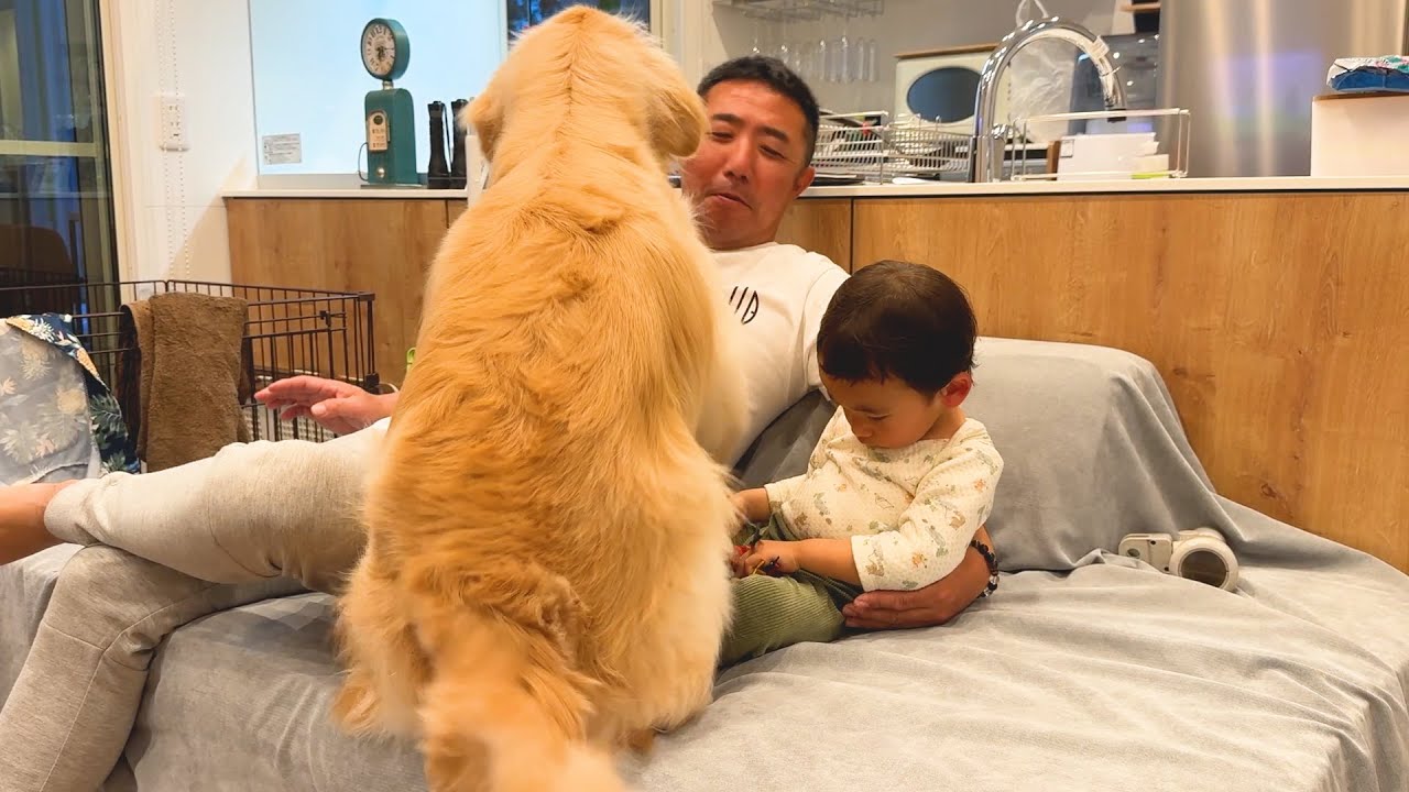 サイズのおかしい甘えん坊がソファに来るとこうなりますww