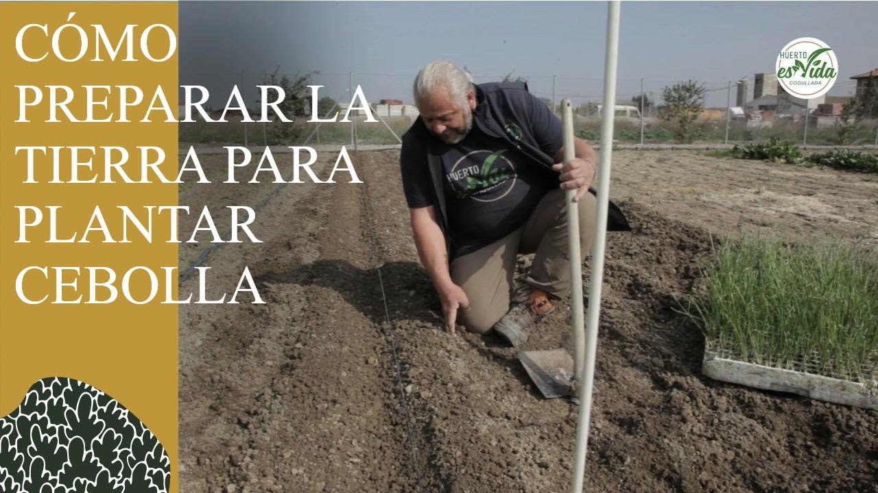 Cómo PLANTAR CEBOLLAS. PREPARACIÓN de la tierra.