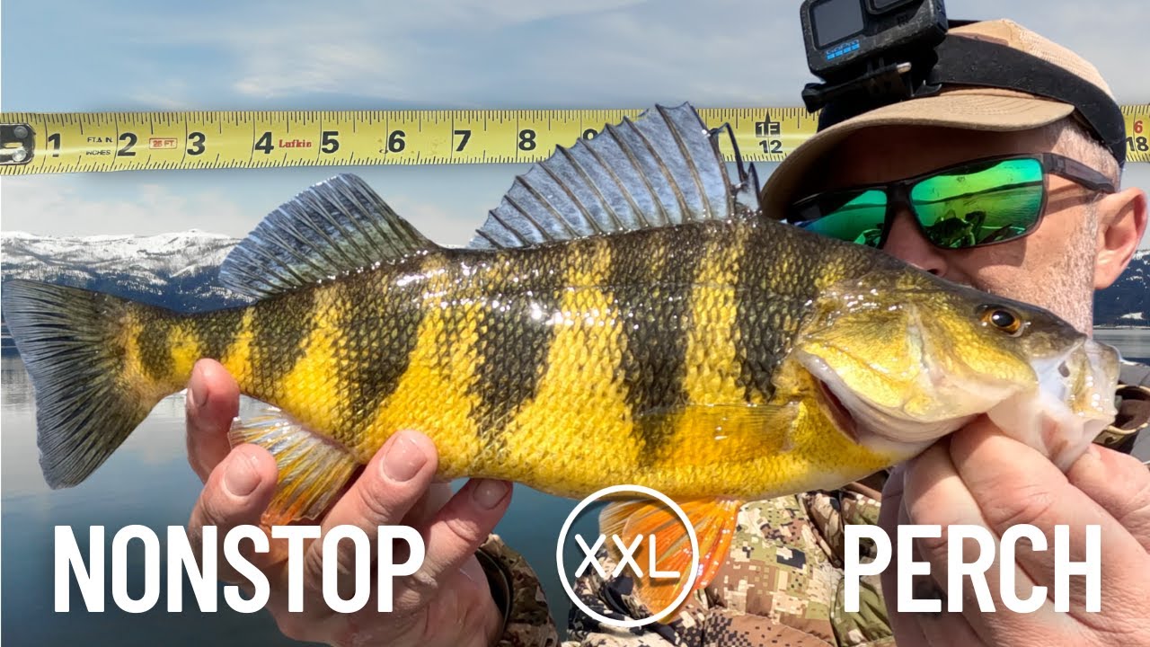 Trolling Raps for MASSIVE Lake Cascade JUMBO PERCH