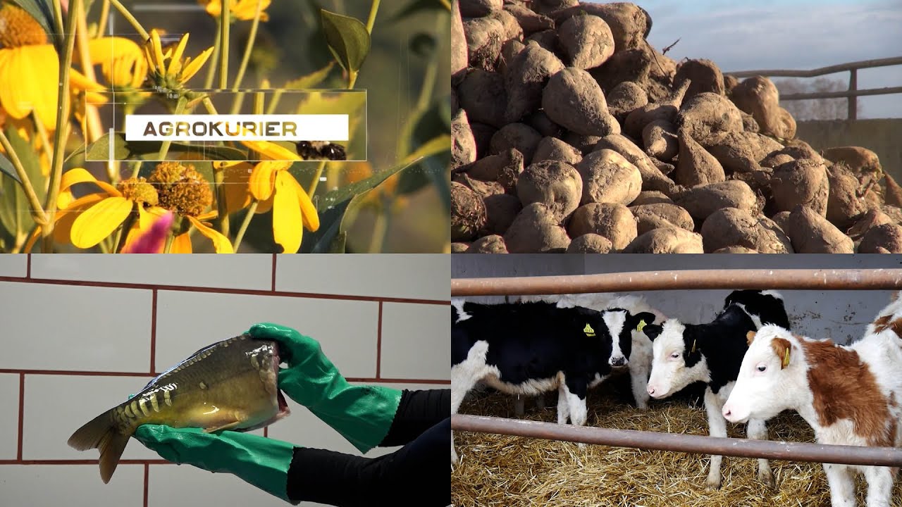 „Agrokurier” – 1 lutego 2026. Zobacz program