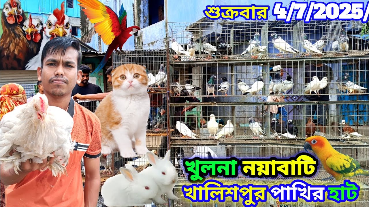 খুলনা নয়াবাটি খালিশপুর পাখি হাট Khulna khalispur pakhi hat #marufbillarubel খুলনা বড় কবুতরের হাট