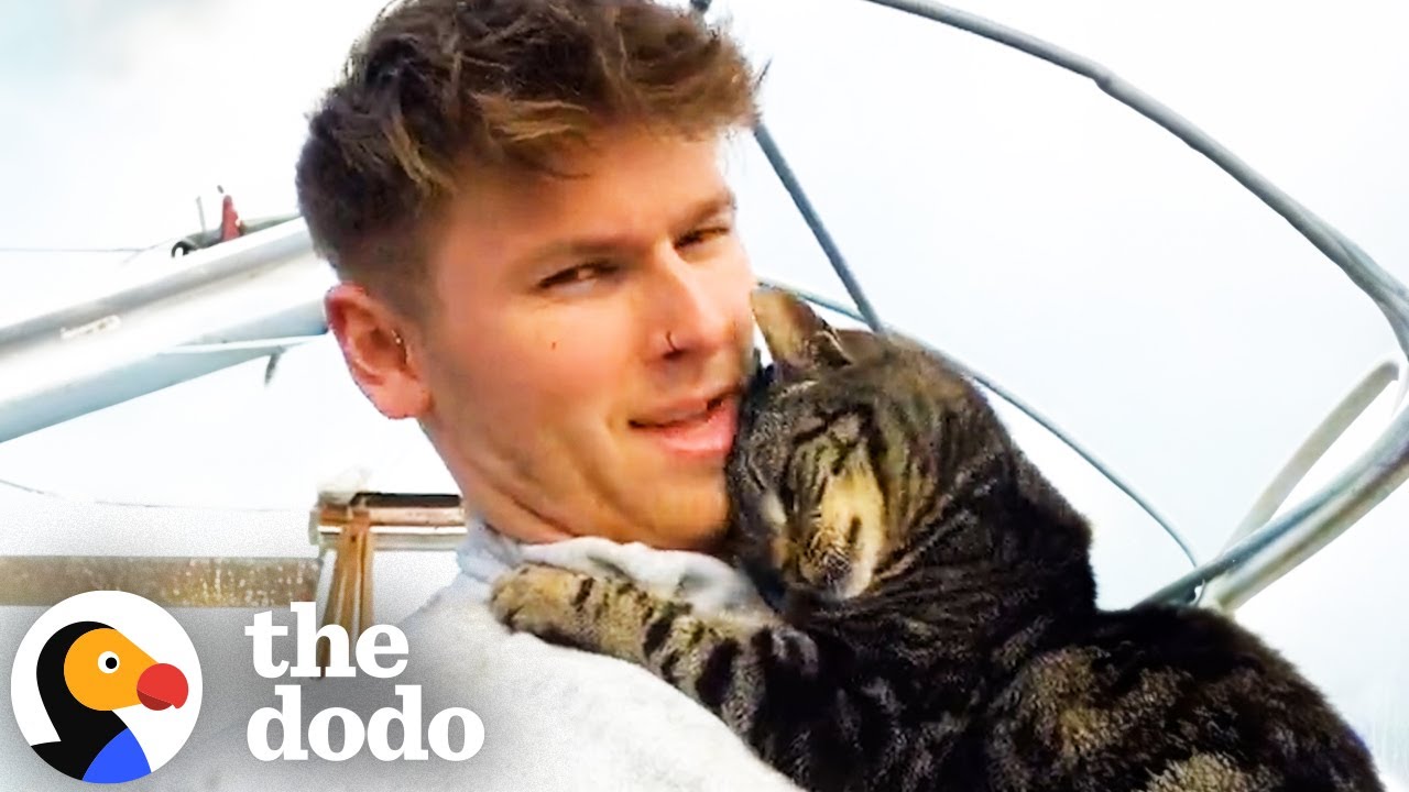 These Cats And Their Dads Are The Cutest Duos | The Dodo