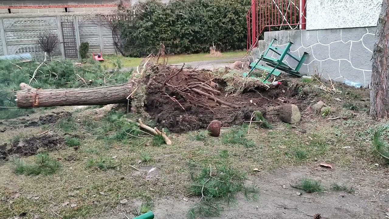 Chłopak ze wsi Małej - (81) Wyrywanie drzew