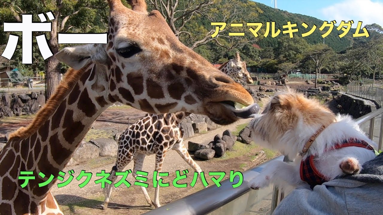 ボーとアニマルキングダム