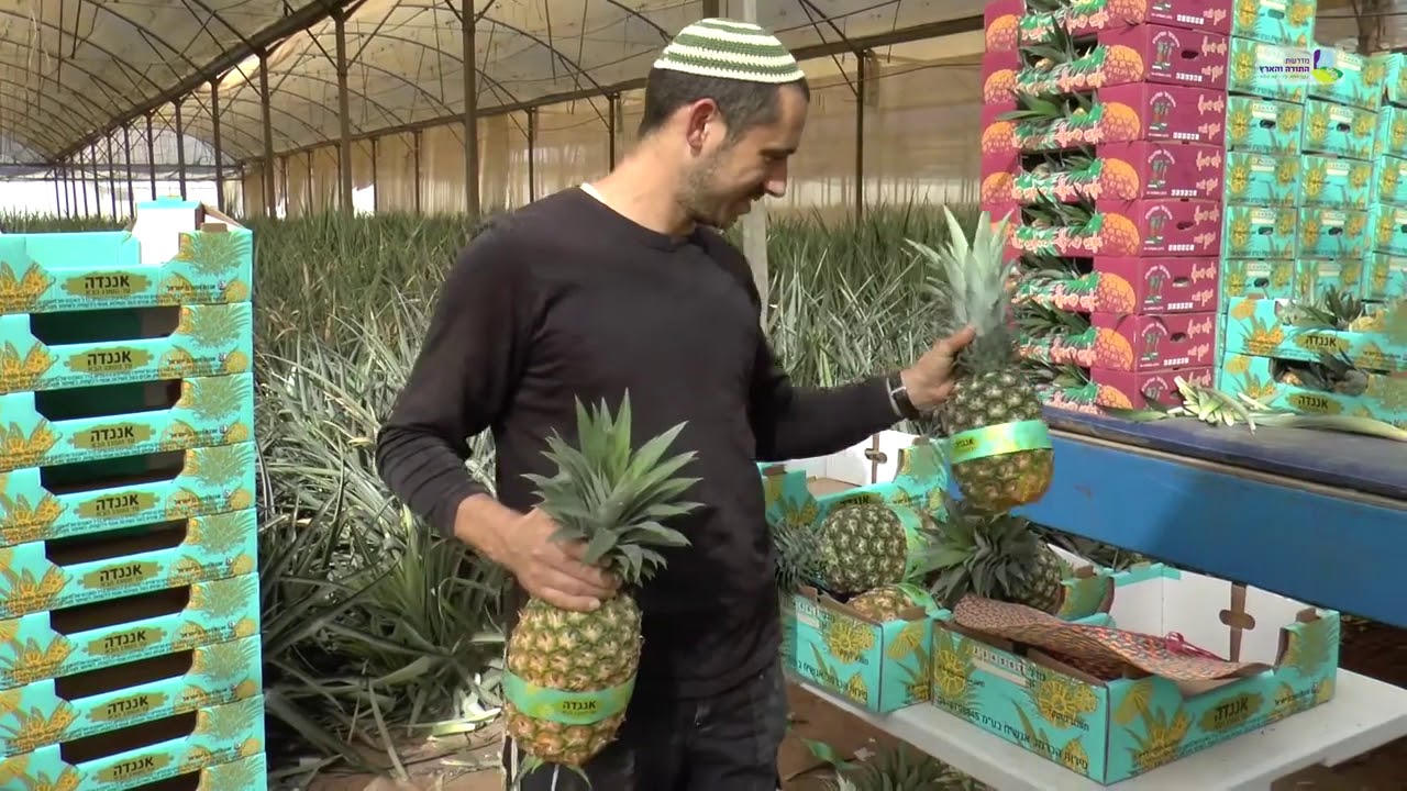 האננס