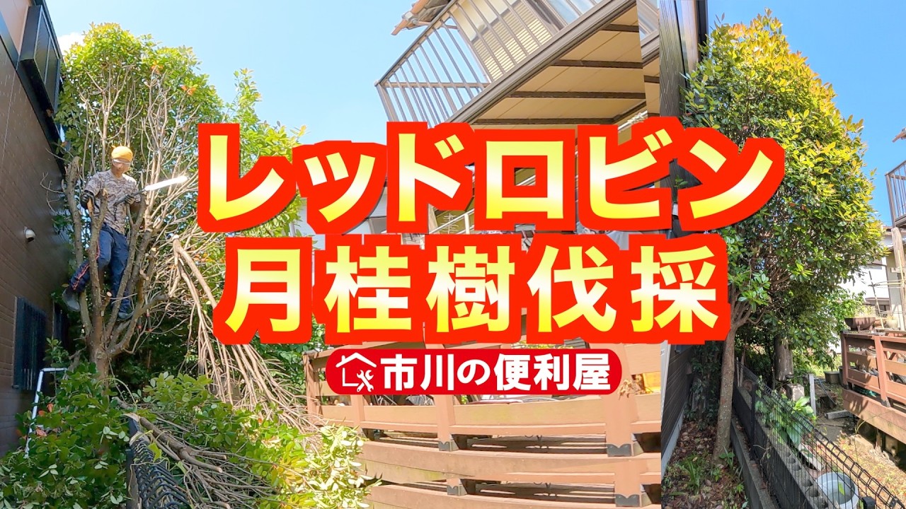 庭木２本伐採【レッドロビン🌲月桂樹】北側狭小通路の大木撤去せよ🌳江戸川の便利屋🚛初枝葉回収処分🔰225kgが瞬殺される処分場🏗️千葉県市川市の便利屋！各作業料一覧、お問い合わせ先は概要欄をご覧下さい！